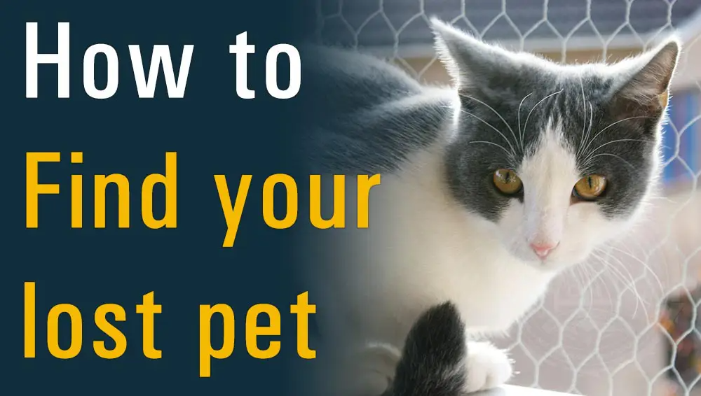 How to Find Lost Pet